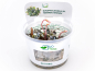 Preview: Braun-rotes Blatt - Bucephalandra sp. ´Serimbu Brown´ in vitro
